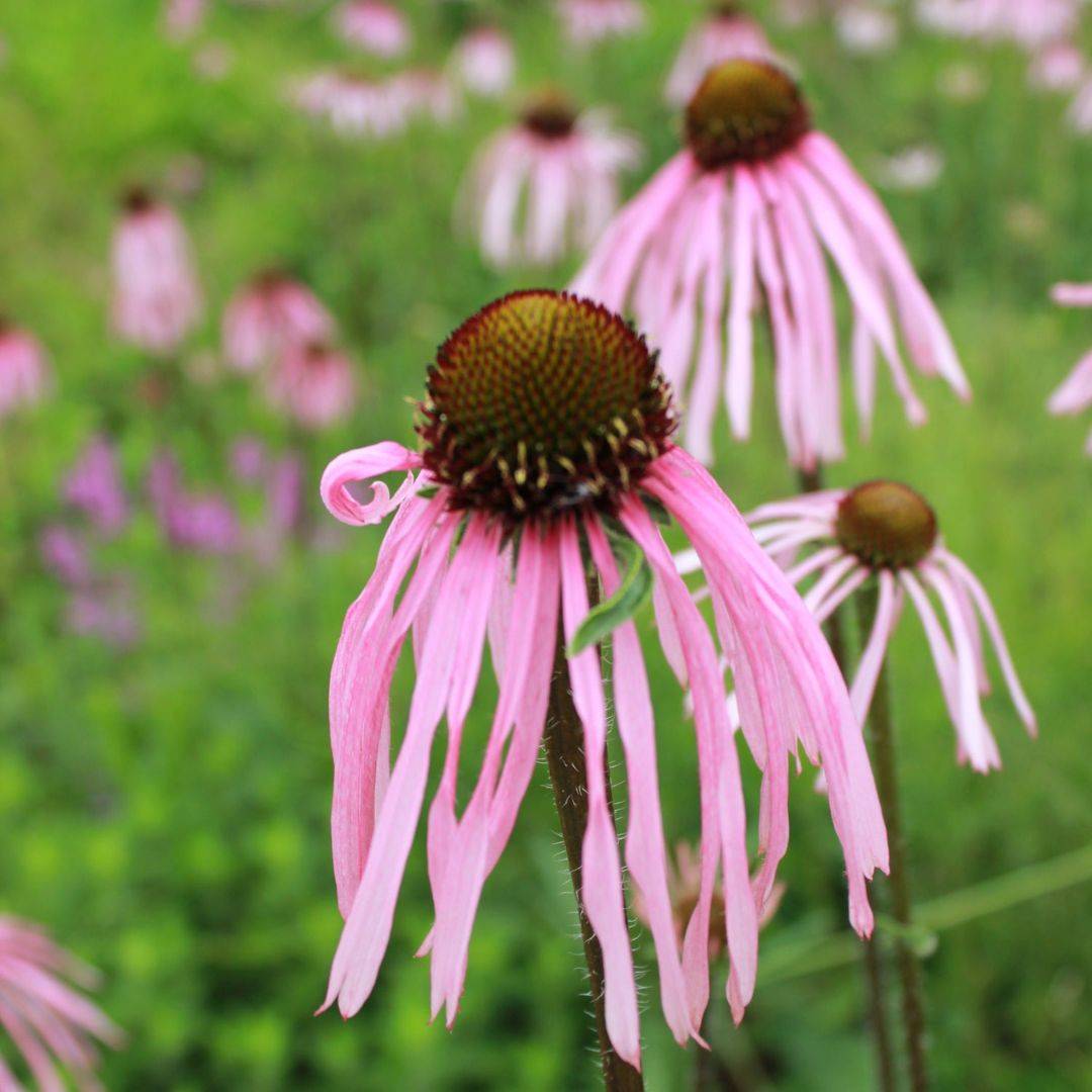 7 ShadeTolerant Pollinator Plants For Your Garden